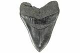 Huge, 5.65" Fossil Megalodon Tooth - South Carolina - #202558-2